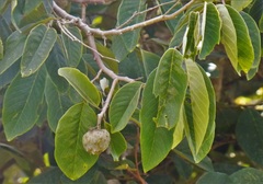 Annona cherimola × squamosa