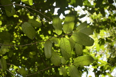 Drypetes oblongifolia
