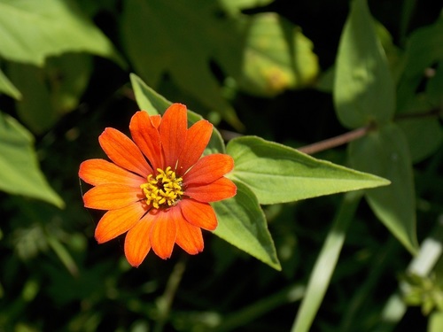Peruvian zinnia