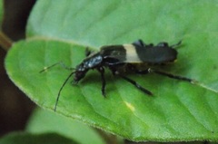 Chauliognathus tripartitus