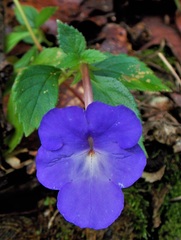 Achimenes longiflora