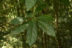 Cleidion spiciflorum