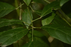 Cleidion spiciflorum