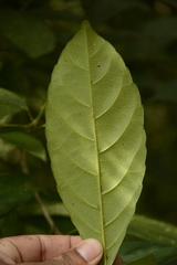 Cleidion spiciflorum