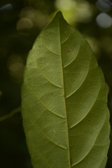 Cleidion spiciflorum