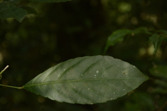 Cleidion spiciflorum