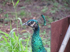 Pavo cristatus × muticus