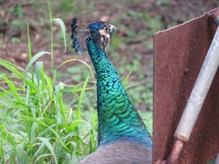 Pavo cristatus × muticus