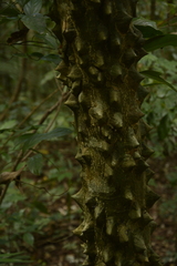 Zanthoxylum rhetsa