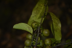 Diospyros paniculata