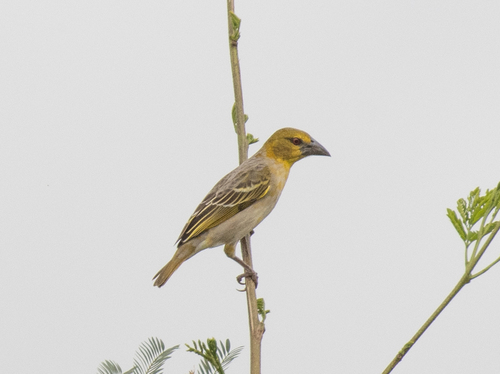 Village Weaver