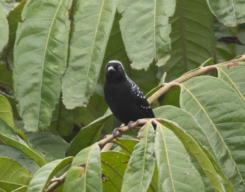 Grey-headed Nigrita (Nigrita canicapillus), photo 6
