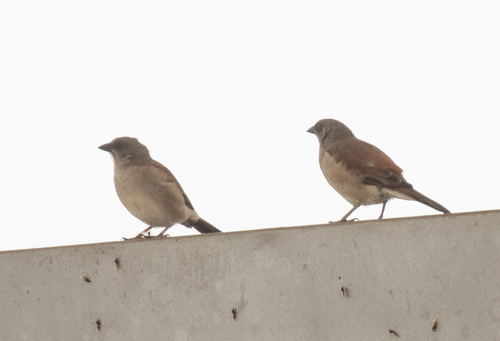 Northern Grey-headed Sparrow