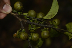 Diospyros paniculata