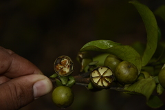 Diospyros paniculata