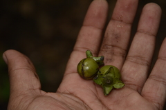 Diospyros paniculata