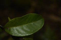Diospyros paniculata