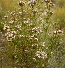 Ixodia achillaeoides