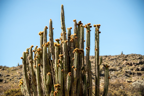 Corryocactus brevistylus, photograph 3