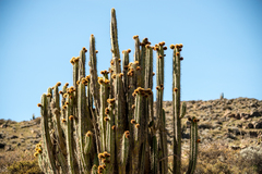 Corryocactus brevistylus, photograph author not stated, no rights reserved