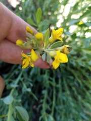 Rafnia racemosa
