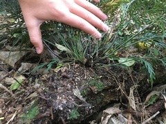 Asplenium flaccidum flaccidum