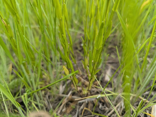 Arabis pycnocarpa, photograph 5