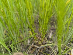 Arabis pycnocarpa, photograph (c) Ryan Sorrells, some rights reserved (CC BY)