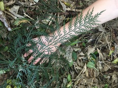 Asplenium flaccidum flaccidum