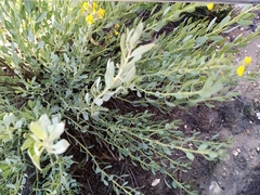 Rafnia racemosa