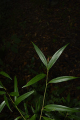 Litsea udayanii