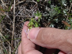 Phlox alyssifolia, photograph author not stated, no rights reserved