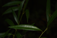 Litsea udayanii