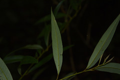 Litsea udayanii