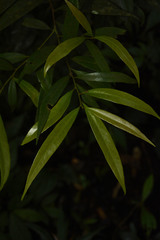 Litsea udayanii