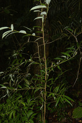Litsea udayanii
