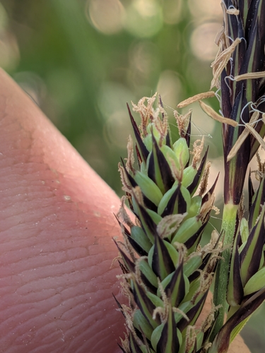 Buxbaum's sedge (Carex buxbaumii)