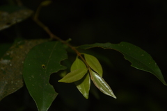 Syzygium hemisphericum
