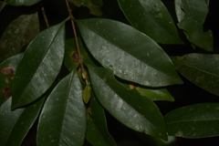 Syzygium hemisphericum