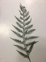 Asplenium flaccidum flaccidum