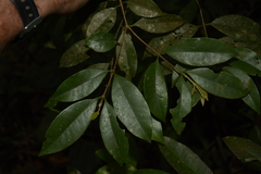 Syzygium hemisphericum