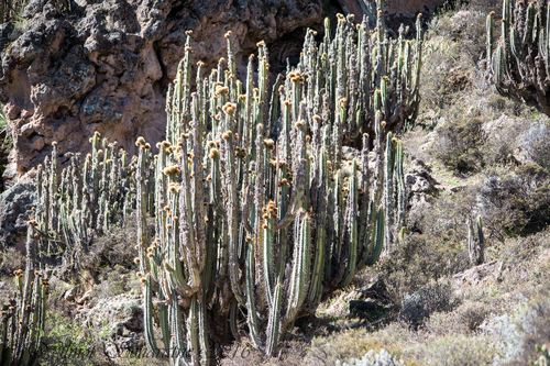 Corryocactus brevistylus, photograph 2