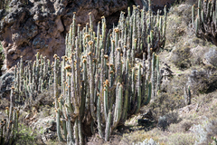 Corryocactus brevistylus, photograph author not stated, no rights reserved