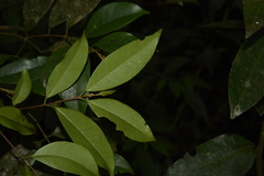 Syzygium hemisphericum