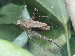Formosatettix larvatus