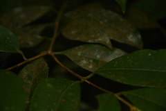 Syzygium hemisphericum