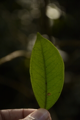 Syzygium hemisphericum