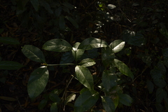 Beilschmiedia wightii