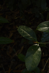 Beilschmiedia wightii