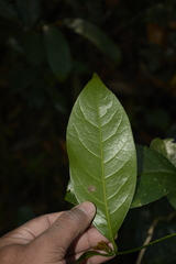 Beilschmiedia wightii